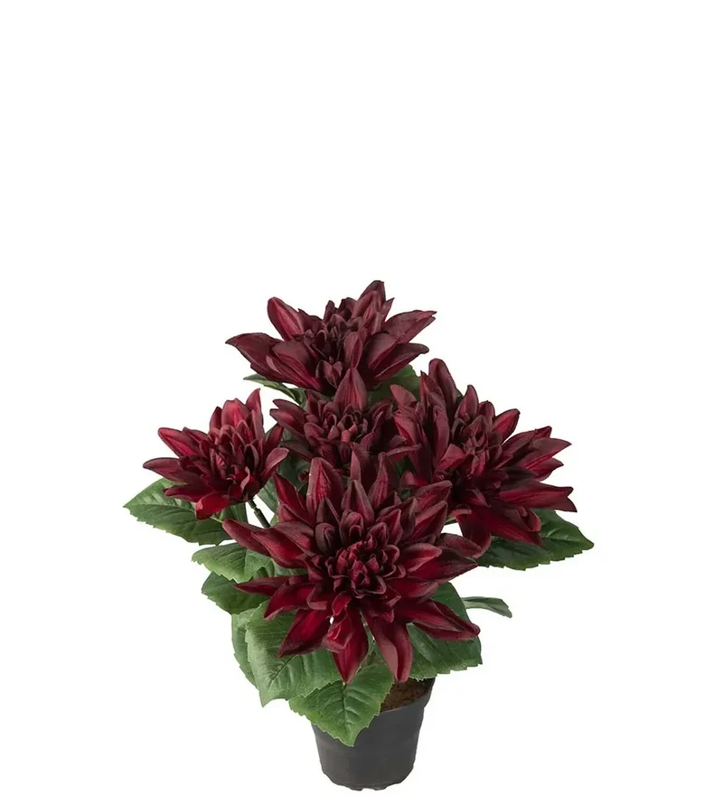 Dahlia 30cm, Röd