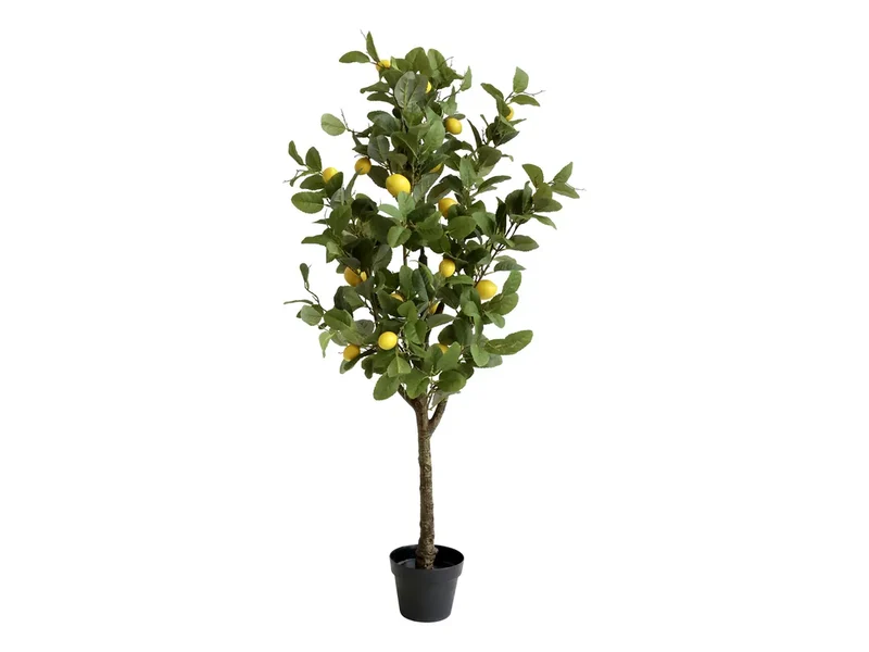 Citronträd