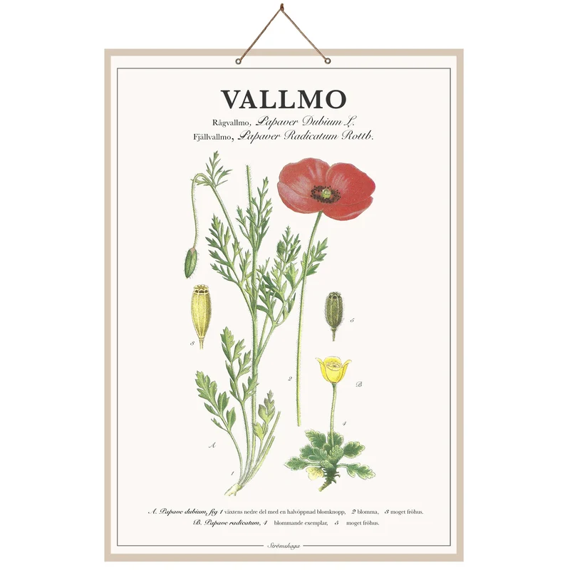 Skolplansch Vallmo